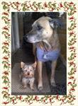 ABTA2028V<br>Christmas Memories